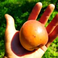 Саджанець Абрикос Меджик Кот в контейнері